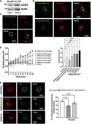 SARS-CoV-2 S1 Protein Induces Endolysosome Dysfunction and Neuritic Dystrophy